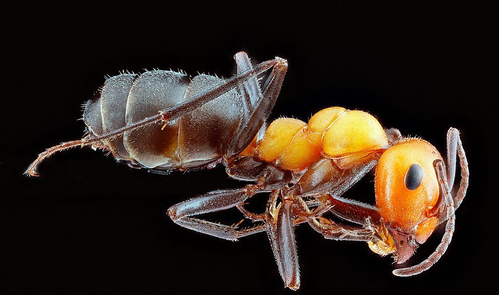 Ant Control service in Deerfield Beach, FL