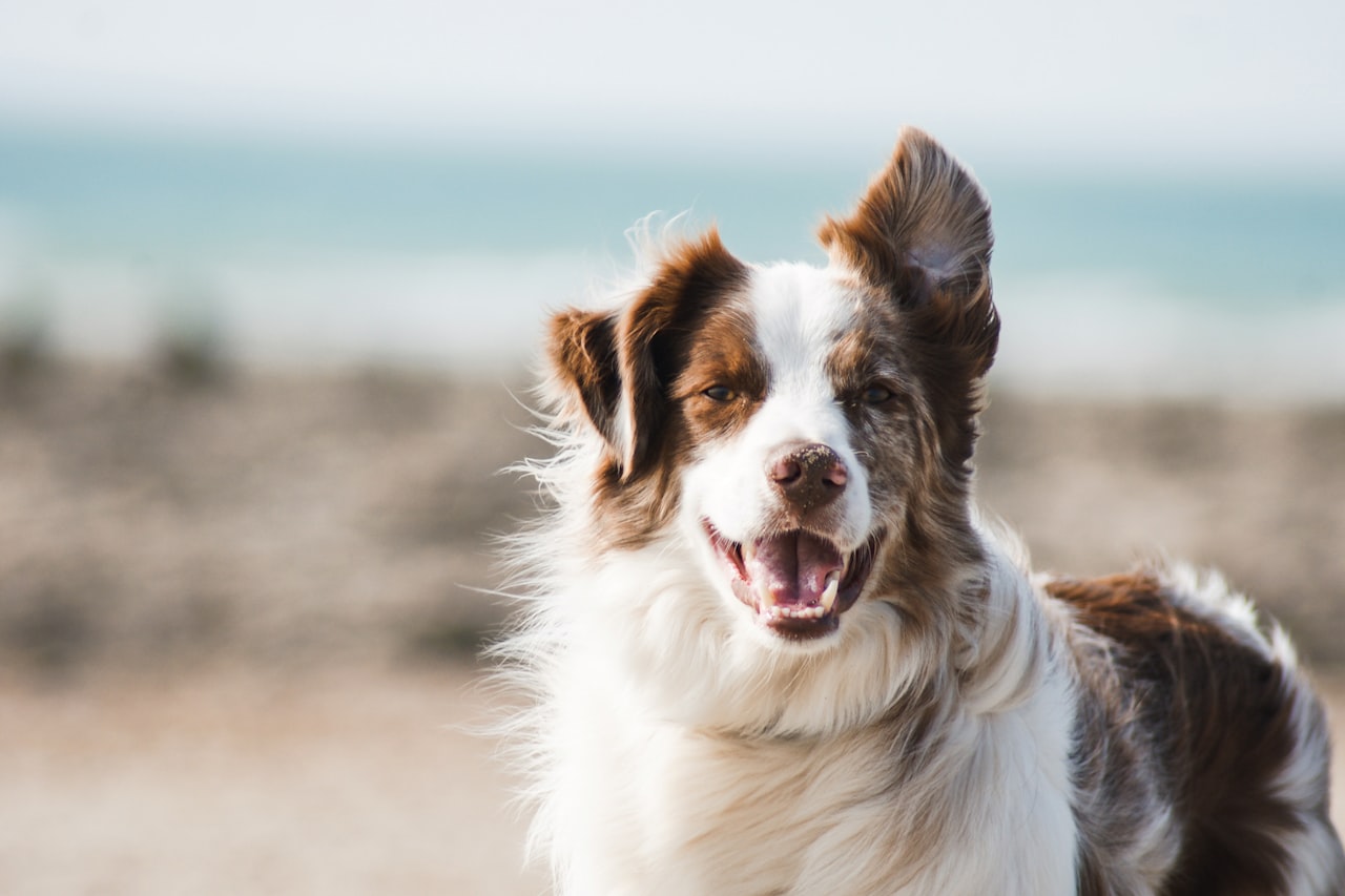 Flea & Tick Control service in Deerfield Beach, FL
