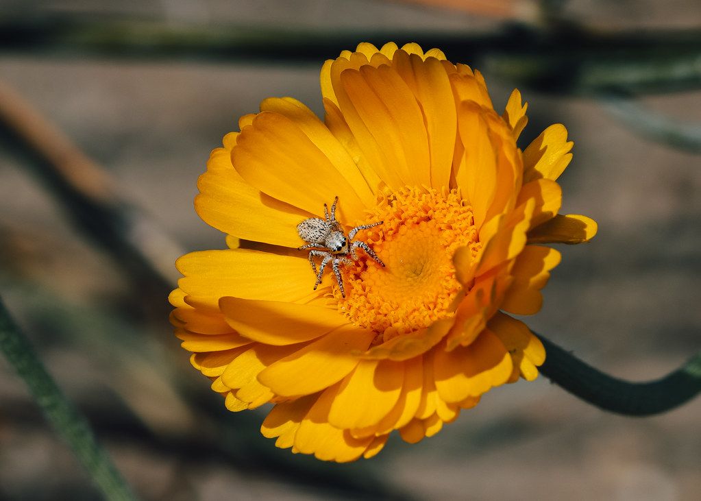 Spider Control service in Deerfield Beach, FL